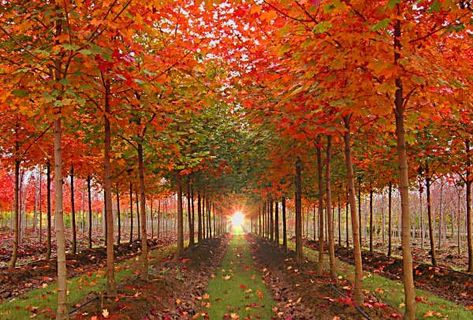 Red Sunset Maple, Autumn Blaze Maple, Acer Rubrum, Screen Plants, Urban Forest, Forest Nursery, Red Sunset, Ornamental Trees, Shade Trees