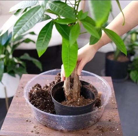 Repotting A Money Tree, Repotting Money Tree Plant, How To Repot A Money Tree Plant, Money Tree Plant Care, Chinese Money Tree, Tree Transplanting, Money Tree Plant, Big Planters, Tree Stem