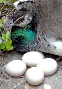 peacock and eggs Peacock Eggs, Peacock And Peahen, Bird Peacock, Indian Peacock, Krishna Consciousness, Eggs For Sale, Baby Jane, Peacock Painting, Peacocks