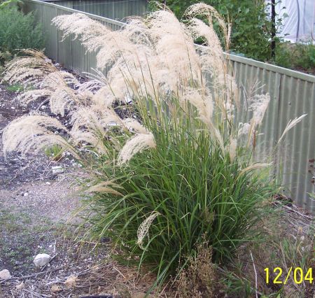 Miscanthus Transmorrisonensis | Adrian Kuys Miscanthus Grass Landscapes, Miscanthus Sinensis, Morning Light Miscanthus, Miscanthus Transmorrisonensis, Miscanthus Silberfeder, Mexican Sage, Salvia Greggii, African Plants, Canna Lily