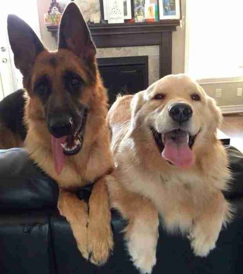 German Shepard And Golden Retriever Puppies, Golden Shepherd Dog, Best Friend Animals, German Shepherd X Golden Retriever, German Shepherd And Labrador, Golden German Shepherd, 3 Dogs Together, 2 Dogs Together, German Shepard Golden Retriever