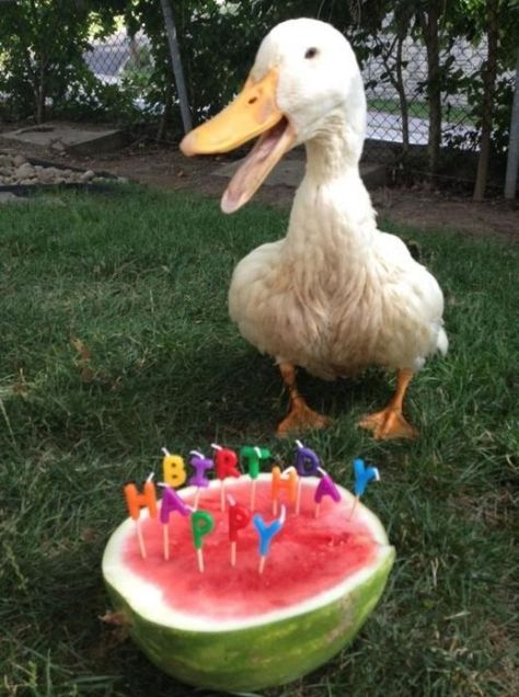 Cheezburger Image 9065500160 Pet Ducks, Best Birthday Wishes, Baby Ducks, Birthday Meme, A Duck, Happy Animals, Hamsters, Animal Birthday, Birthday Wishes