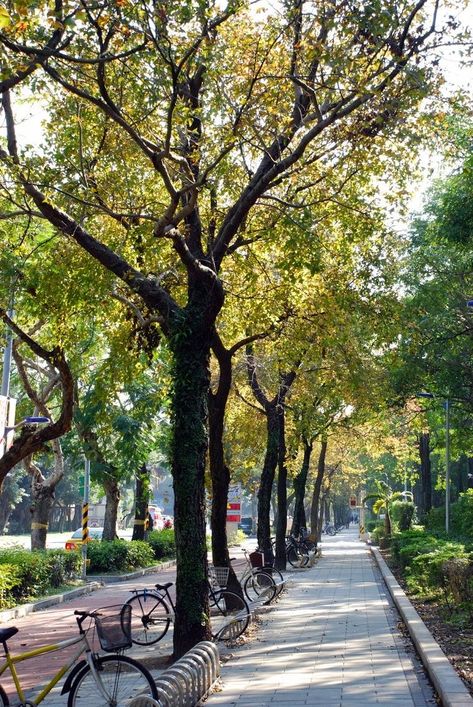 Urban Forest Design, Street Reference, Street Scape, Green Vibe, City Tree, New Urbanism, Urban Tree, City Decor, Street Trees