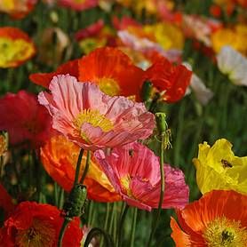 Biennial Plants | Thompson & Morgan Oregon Plants, Papaver Nudicaule, Seed Planting Guide, Iceland Poppy, Impatiens Plant, Primrose Plant, Grape Vine Plant, Icelandic Poppies, Crocus Bulbs