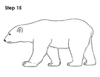 Polar Bear Drawing 15 Polar Bear Video, Polar Bear Outline, Polar Bear Tattoo, Polar Bear Drawing, Bear Template, Urs Polar, Bear Sketch, Polar Bear Art, Penguins And Polar Bears