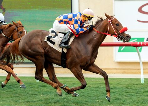 Del Mar: Jockey Mike Smith to skip Breeders Cup next weekend https://www.ocregister.com/2020/10/31/del-mar-jockey-mike-smith-to-skip-breeders-cup-next-weekend/ Gambler Aesthetic, Racing Photoshoot, Horse Jockey, Seven Falls, Winning Time, Mike Smith, Breeders Cup, Big Horses, Channel Letters