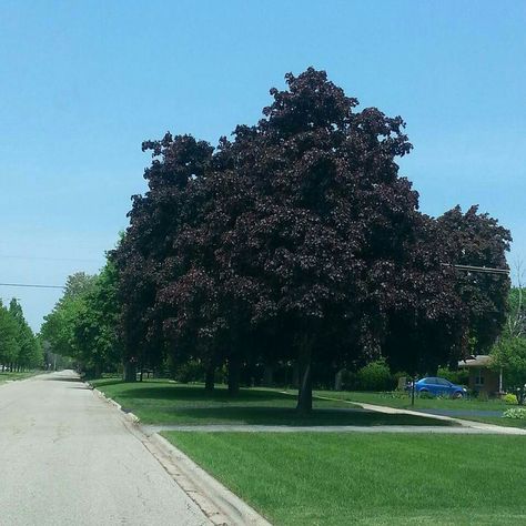 Black Maple Tree, Shumard Red Oak Tree, Crimson Queen Japanese Maple, Crimson King Maple Tree, Crimson King, Red Sunset Maple Tree, Trail Ideas, Black Walnut Tree, Walnut Tree