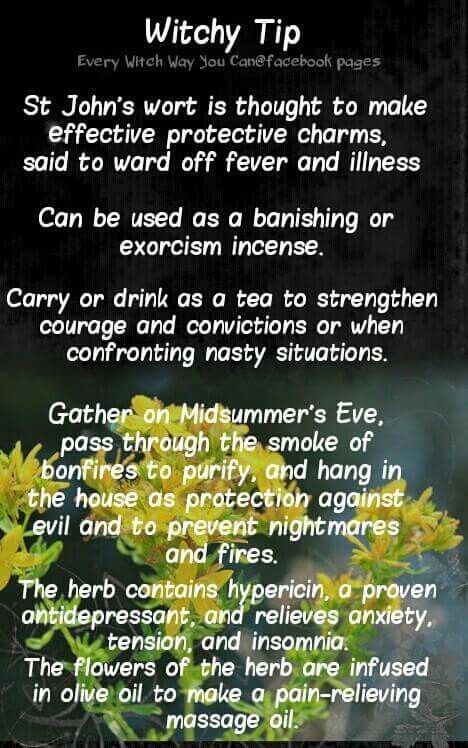 St johns wort St Johns Wort Witchcraft Uses, At Johns Wort, Every Witch Way, Witchcraft Herbs, Beginner Witch, Witchcraft Spells For Beginners, Witch Tips, St John's Wort, Magickal Herbs