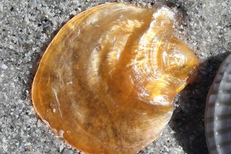 A Beginner’s Guide to Identifying Common Florida Seashells Florida Shells, Seashell Identification, Florida Seashells, Shell Ideas, Sanibel Island Florida, Pensacola Florida, Sanibel Island, Vintage Florida, State Of Florida