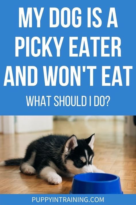 My Dog Is A Picky Eater And Won't Eat...What Do I Do? - Puppy staring at his bowl but not eating. Puppy Eating, How To Get My Dog To Eat His Food, Food For Picky Dogs, Picky Dog Eater, Weaning Puppies, What To Feed Dogs, Eating Schedule, Medication For Dogs, Elderly Dogs