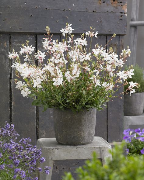 White Gaura Plant, Gaura White, Perennials In Pots, Wedding Urns, White Gaura, Gaura Plant, Gardening Design Diy, Chilli Plant, Patio Flowers