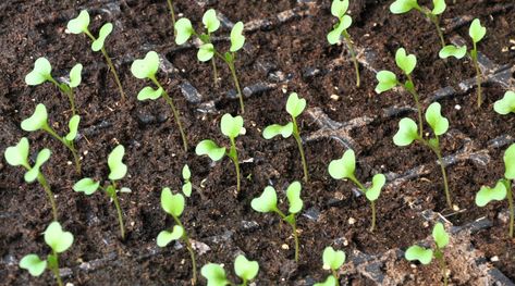 Cabbage Growth Stages: How Fast Does Cabbage Grow? How To Grow Cabbage From Seed, Growing Cabbage From Seed, Cabbage Growing, Grow Cabbage, Growing Cabbage, Plant Business, Cabbage Plant, Growing Organic Vegetables, Cabbage Seeds