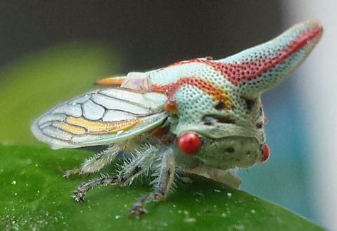 Oak Treehopper Bug Reference, Tree Hopper, Birds Photos, Weird Insects, Leafhopper, Cool Insects, Scale Insects, Amazing Animal Pictures, Moth Caterpillar