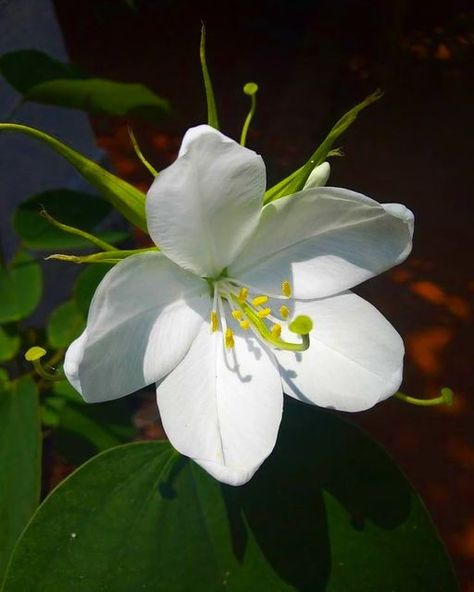 Bauhinia Flower, Orchid Tree, Rose Crafts, Lion Pictures, Nature View, Flower Photography, Flower Plant, Angel Art, Small Flowers