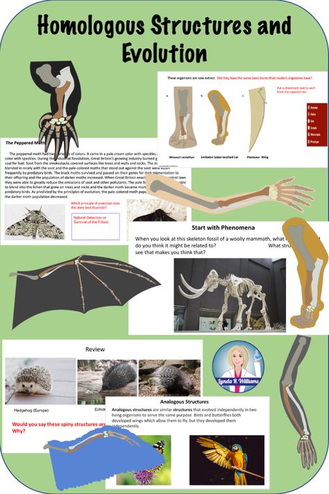 Evidence For Evolution, Analogous Structures, Homologous Structures, Evidence Of Evolution, Ngss Middle School, Comparative Anatomy, Biology Classroom, Theory Of Evolution, Grade 12