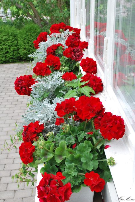 Small Yard Landscaping, Container Garden Design, Window Box Flowers, Container Gardening Flowers, Red Geraniums, Flower Garden Design, Garden Containers, Container Flowers, Flower Planters