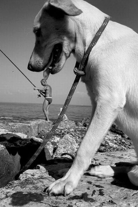 These perfectly timed dog photos deserve to be framed Photo Illusion, Giant Dogs, Perfectly Timed Photos, Black And White Photograph, Perfect Timing, Golden Retrievers, Jack Russell Terrier, Dog Photos, Mans Best Friend