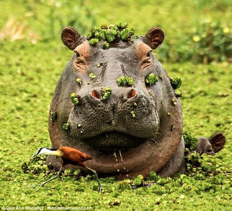 He's behind you! The hippo is seen raising his head above the water  inches away from the African Jacana bird Jacana Bird, Cute Hippo, Okavango Delta, Rhinos, African Wildlife, Nature Wildlife, Hippopotamus, African Animals, Wildlife Animals