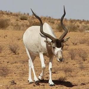 Addax antelope Animal Generator, Addax Antelope, Horns Reference, Antelope Animal, African Antelope, The Sahara Desert, Kingdom Animalia, Tropical Animals, Rare Species