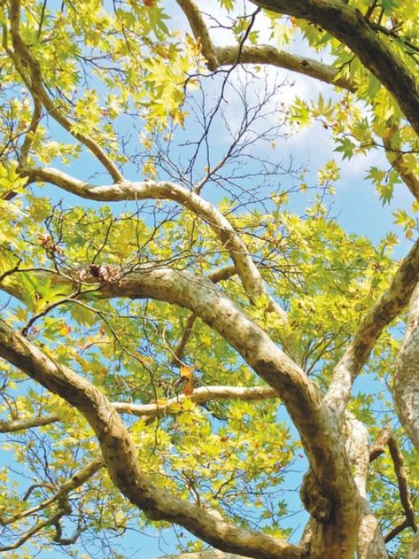 Platanus x hispanica - London plane. Photo by Jason Ingram. Chesnut Tree, How To Identify Trees, British Nature, London Plane Tree, London Plane, Plane Tree, Mountain Ash, Tree Photo, Body Poses