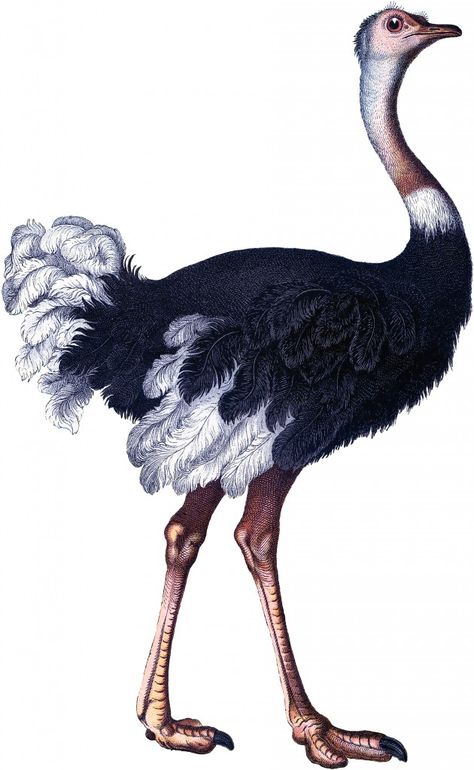 A Vintage Ostrich Image from an Antique Print. Ostrich Painting, Ostrich Sketch, Ostrich Illustration, Colorful Ostrich Painting, Ostrich Running, Ostrich Bird, Graphics Fairy, Birds Tattoo, African Animals