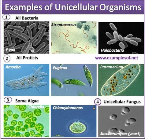 Examples of Unicellular Organisms Taxonomy Classification, Unicellular Organisms, Characteristics Of Living Things, Biology Plants, Plants Worksheets, Science Cells, Learn Biology, Biology Revision, High School Biology