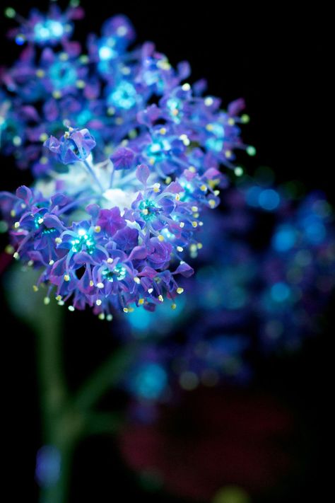 I Photographed The Invisible Light That Plants Emit Ultraviolet Color, Glowing Flowers, Seni Cat Air, Bright Flowers, 판타지 아트, Fotografi Potret, Blue Aesthetic, Flower Making, Flower Wallpaper