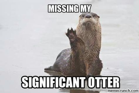 Missing my significant otter Otter Puns, Significant Otter, Otters Cute, Otter Love, Sea Otters, Baby Otters, Sea Otter, Silly Animals, Cute Animal Pictures