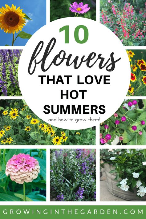 10 Vegetables that Love Hot Summers - And How to Grow Them | Growing In The Garden Colorado Flower Garden, Colorado Gardens, Drought Landscaping, When To Plant Sunflowers, Box Gardens, Zuppa Toscana Soup Olive Garden, Arizona Landscaping, Arizona Plants, Colorado Garden