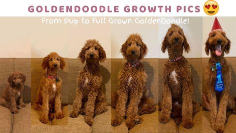 Puppy Growth Pictures, Standard Golden Doodle Full Grown, Goldendoodle Outfits, Irish Doodle Full Grown, Groodle Full Grown, Golden Doodle Full Grown, Cockerpoo Full Grown, Mini Golden Doodle Full Grown, Goldendoodle Haircut Styles