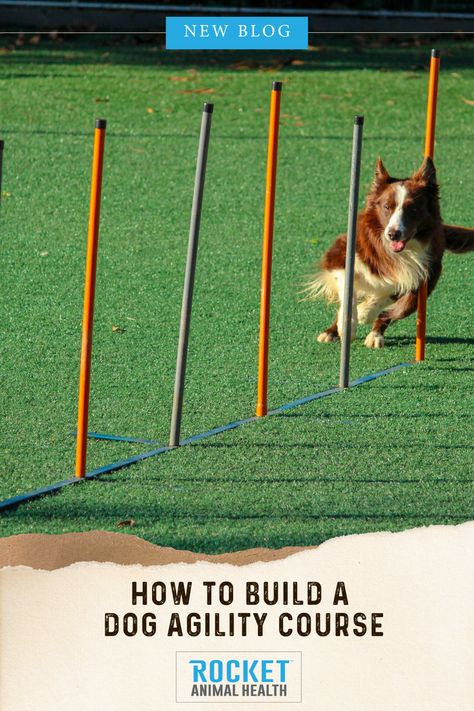 Building your own DIY agility course for dogs can be a fun and rewarding project. Not only does it provide a fantastic outlet for your dog's energy, but it also enhances their fitness, obedience, and agility. In this blog post, we'll guide you through the process of creating your own homemade DIY dog agility course, perfect for your backyard! Diy Agility Course For Dogs, Agility Course For Dogs, Diy Dog Agility Course, Dog Agility Course Diy, Dog Agility Course, Probiotics For Dogs, Dog Health Tips, Dog Health Care, Homemade Diy