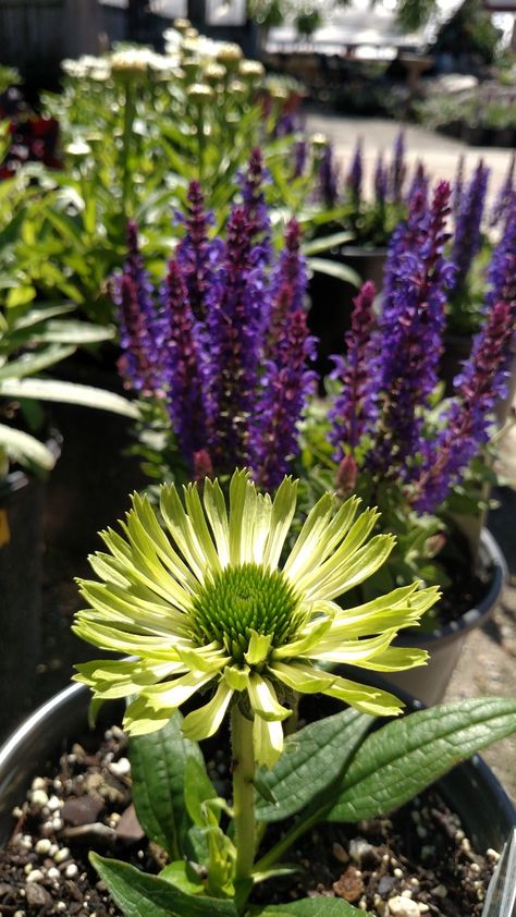 Green Jewel Echinacea. Such a unique color! Echinacea Varieties, Garden Border, Garden Borders, Unique Colors, Terrarium, Outdoor Spaces, Perennials, Plants, Green