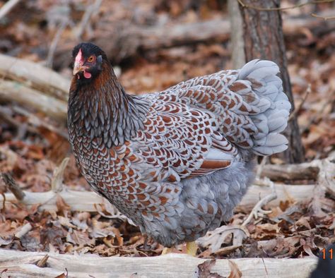 Barnevelder Chicken, Blue Laced Red Wyandotte, Wyandotte Chicken, Egg Laying Chickens, Fancy Chickens, Backyard Chicken Farming, Chicken Life, Beautiful Chickens, Keeping Chickens