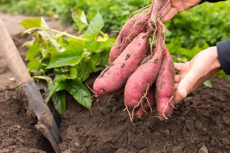 Here are some tips for harvesting sweet potatoes so that you can be successful when it comes to curing and storing these beauties. Potato Companion Plants, Sweet Potato Slips, Sweet Potato Plant, Growing Sweet Potatoes, Japanese Sweet Potato, Potato Vines, Purple Sweet Potatoes, Plant Problems, Mother Earth News