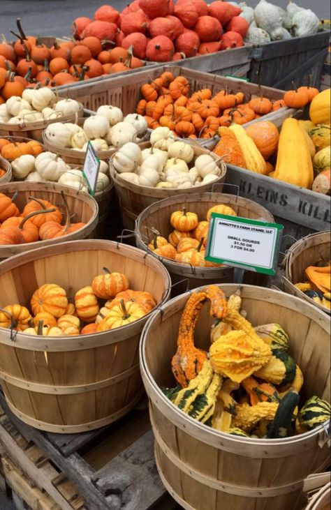 Farmstand Aesthetic, Fall Farm Aesthetic, Fall Farmstand, Bloxburg Halloween, Pumpkin Patch Farm, Pumpkins And Gourds, Fall Farm, Goat Farm, Roots And Wings