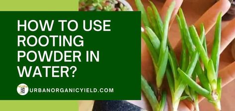 Rooting powder, or rooting hormone, is a substance that helps plants grow new roots. Learn how to propagate plants with rooting hormones. Propagating Plants From Cuttings, Mass Cane Plant, Rooting Powder, Types Of Air Plants, Closed Terrarium Plants, Spider Plant Babies, Plants From Cuttings, Propagate Plants, Ribbon Plant