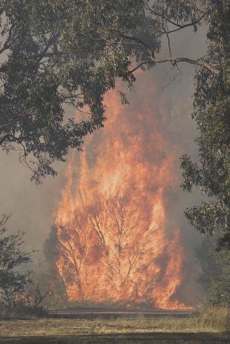 Biblical Mythology, Fire Tornado, Watch The World Burn, New Zealand Landscape, Burning Bush, Photoshop Painting, Light My Fire, Forest Fire, Dark Skies