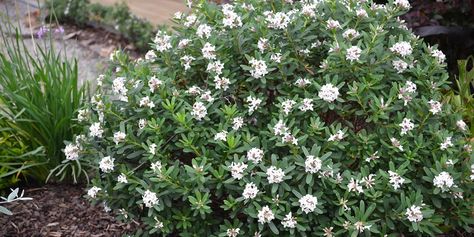 Plants Management Australia - Daphne X transatlantica 'Eternal Fragrance' Daphne Transatlantica, Daphne Eternal Fragrance, Daphne Plant, Front Yard Plants, Shade Shrubs, Backyard Flowers, Planting Plan, Fragrant Plant, Border Plants