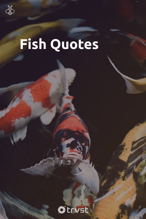 "Fish Quotes"- Watching fish swim around in their natural habitat can be a wondrous and peaceful experience. From the tinniest 1inch, Paedocypris progenetica, to the largest whale shark of over 30ft long, each of these creatures possesses awe-inspiring attributes. Our selection of fish quotes talk to such unique attributes include camouflage,... #trvst #quotes #biodiversity #ocean #natural #fish #marine #underwater #saveourocean #geology #forscience #dotherightthing #mollusc Fish Quotes Inspirational, Shark Quotes, Fish Quotes, Sharks Swimming, Largest Whale, Micro Organisms, Whale Sharks, Under The Ocean, Shark Swimming