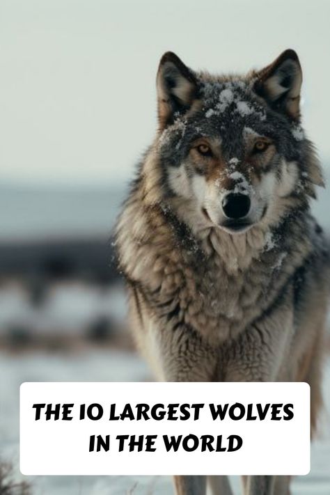 Gray wolf standing in a snowy landscape with text overlay "The 10 Largest Wolves in the World." Wolf Pictures Wildlife Photography, Northwestern Wolf, Eurasian Wolf, Mexican Gray Wolf, Largest Wolf, Arctic Tundra, Arctic Wolf, Majestic Creatures, Wolf Photos