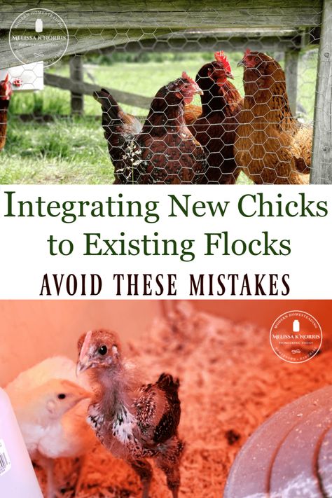 Introducing Chickens To New Flock, Introducing Chicks To Flock, Introducing New Chickens To The Flock, Melissa K Norris, Live Off The Grid, Chicken Raising, Chicken Flock, Meat Birds, Raising Farm Animals