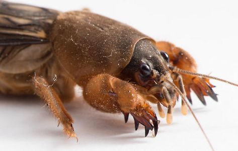 Mole Cricket Grossness Mole Cricket, Little Animals, Beautiful Bugs, Creepy Crawlies, Arthropods, Arachnids, Cute Little Animals, Creature Design, Mole