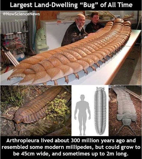 A BULKY centipede-like creature that died out some 300 million years ago is the largest arthropod yet discovered.  Paleontologists in Germany examined a partial fossil unearthed near Jena in the east of the country. Prehistoric Insects, Ancient Animals, Extinct Animals, Arthropods, Prehistoric Creatures, Prehistoric Animals, Bugs And Insects, Monster Truck, Reptiles