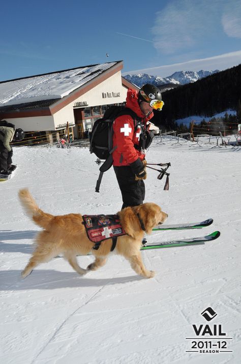 Vail Patrol Dog Henry Ski Inspiration, Mountain Rescue, Ski Patrol, Skiing Aesthetic, Lake Annecy, Ski Bums, Backcountry Skiing, Snow Fun, Dog Search