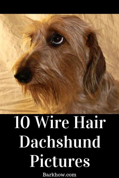 Wire haired dachshunds are a great choice for pet owners living in apartments or city homes. Check out these cute pictures of wire haired dachshund dogs. Wired Haired Dachshund, Dachshund Crafts, Funny Dachshund Pictures, Wirehaired Dachshund Puppy, Dachshund Funny Video, Red Dachshund, Dachshund Funny, City Homes, Wire Haired Dachshund