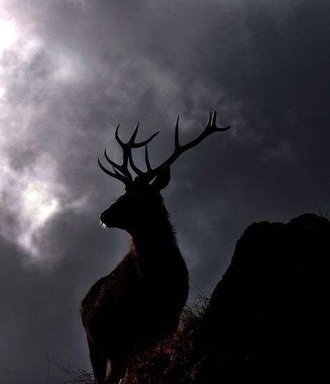 Stag Silhouette Stag Aesthetic Dark, Elk Aesthetic Dark, Deer Aesthetic Dark, Stag Aesthetic, Huntress Aesthetic, Stag Silhouette, Hunter Aesthetic, Celtic Zodiac, Indigo Eyes