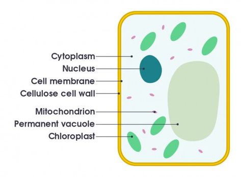 A simple diagram of a plant leaf cell, labelled in English. It shows the cytoplasm, nucleus, cell membrane, cell wall, mitochondria, permanent vacuole, and chloroplasts. Learn the different parts of a plant cell and their functions. This article also includes images, diagrams, and videos of the different parts of a plant cell structure. Plant Cell Drawing, Plant Cell Organelles, Plant Cell Diagram, Plant Cell Structure, Cell Diagram, Prokaryotic Cell, Plant And Animal Cells, Cell Organelles, Eukaryotic Cell