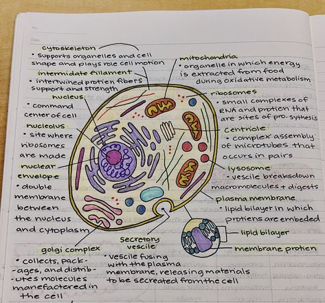 #notes #noteinspiration #biology #handwriting #notestagram #notefolio #school A Level Biology Lipids, Biology Alevel Notes, Macromolecules Biology Notes, Macromolecules Biology, Studying Materials, Doctor Notes, Cell Biology Notes, Bio Notes, Neet Notes