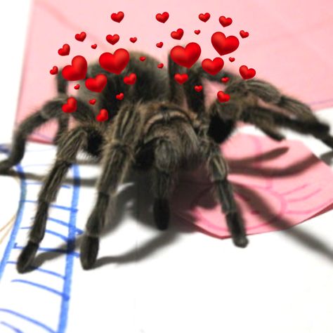 Pretty Tarantula, Pinktoe Tarantula, Spiders, Tarantula Pet Aesthetic, Pet Tarantula, Mexican Redknee Tarantula, Get Rid Of Spiders, Pet Spider, Jumping Spider