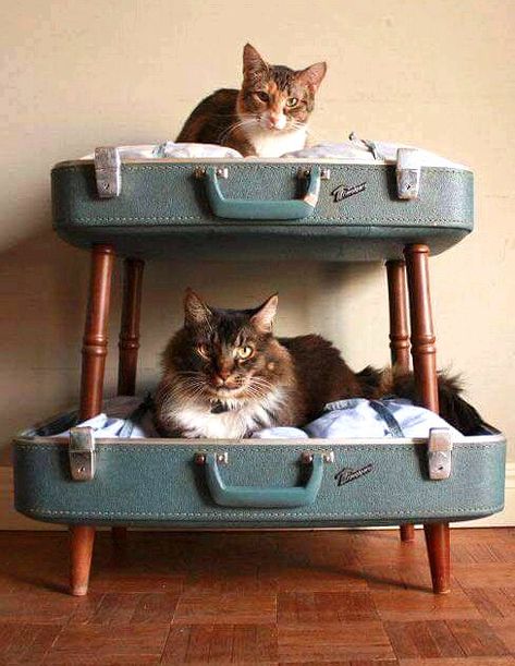 Cat Crate Bed, Cat Bunk Beds, Diy Cat Bed, Cat Crate, Crate Bed, Cat House Diy, Dog House Diy, Diy Dog Bed, Living Modern